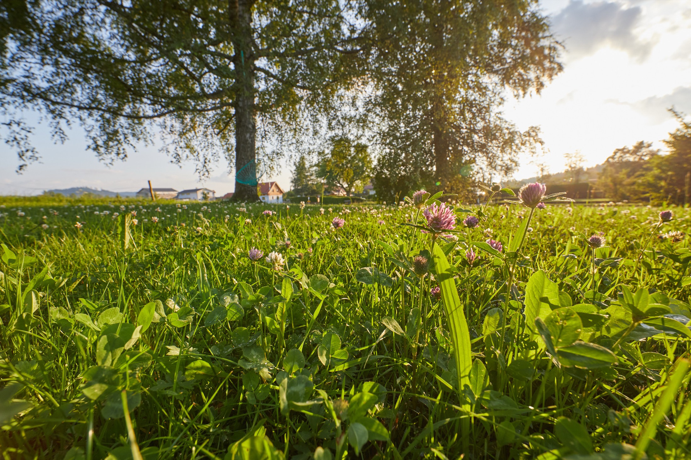 Das Allgäu