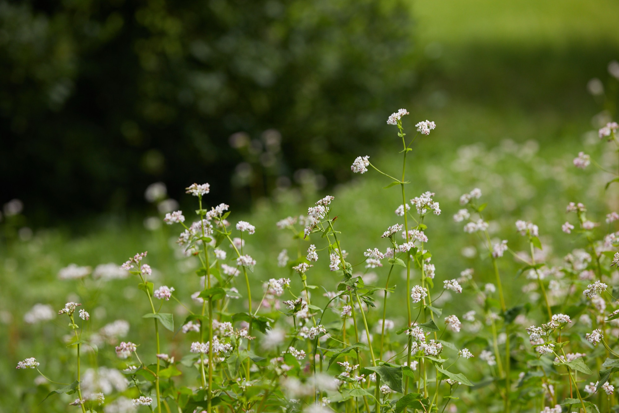 Ayurveda-Glow Woche